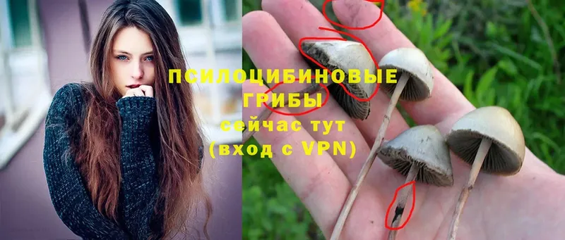 где найти наркотики  Бабаево  Псилоцибиновые грибы Cubensis 